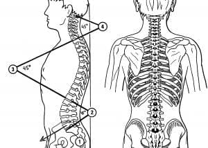 Normal Spine Structure